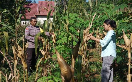 Jagung Siap Panen, Bhabinkamtibmas Desa Winong Dorong Warga Optimalkan Lahan Produktif