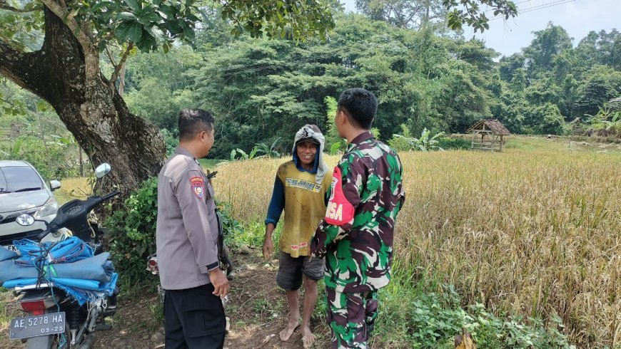 Hamparan Padi Mulai Menguning, Bhabinkamtibmas Tawangrejo Pantau Kondisi Sawah Warga