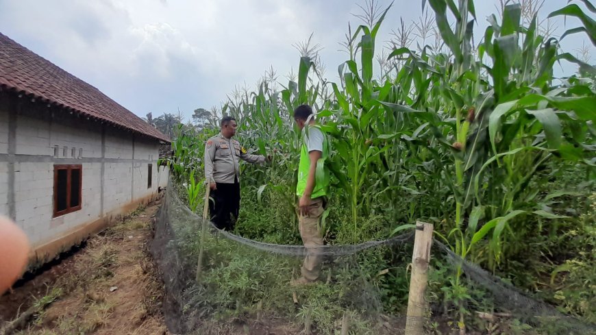 Bhabinkamtibmas Bodag Dorong Warga Manfaatkan Pekarangan untuk Ketahanan Pangan